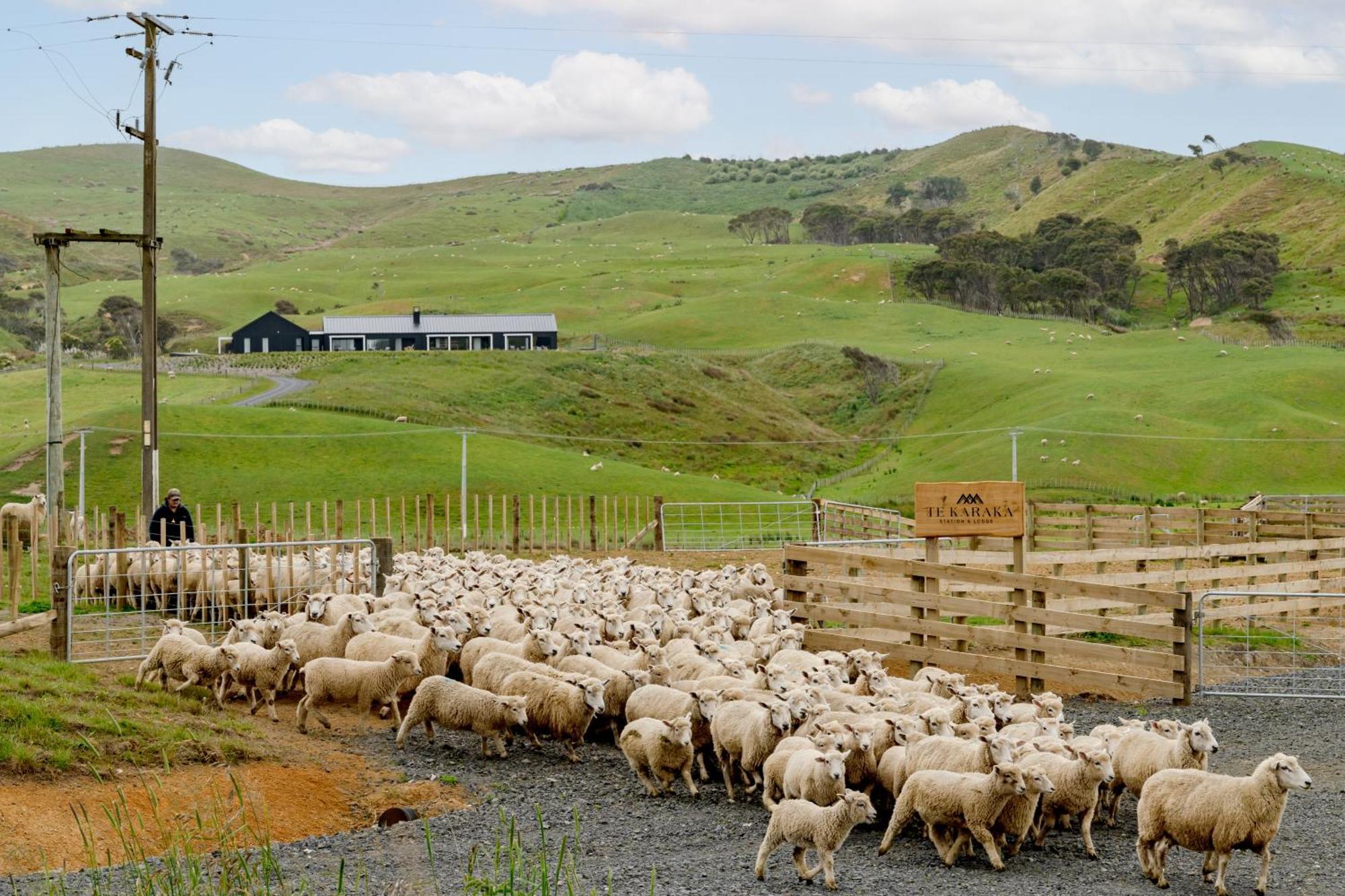 Te Karaka Lodge Port Waikato Eksteriør bilde